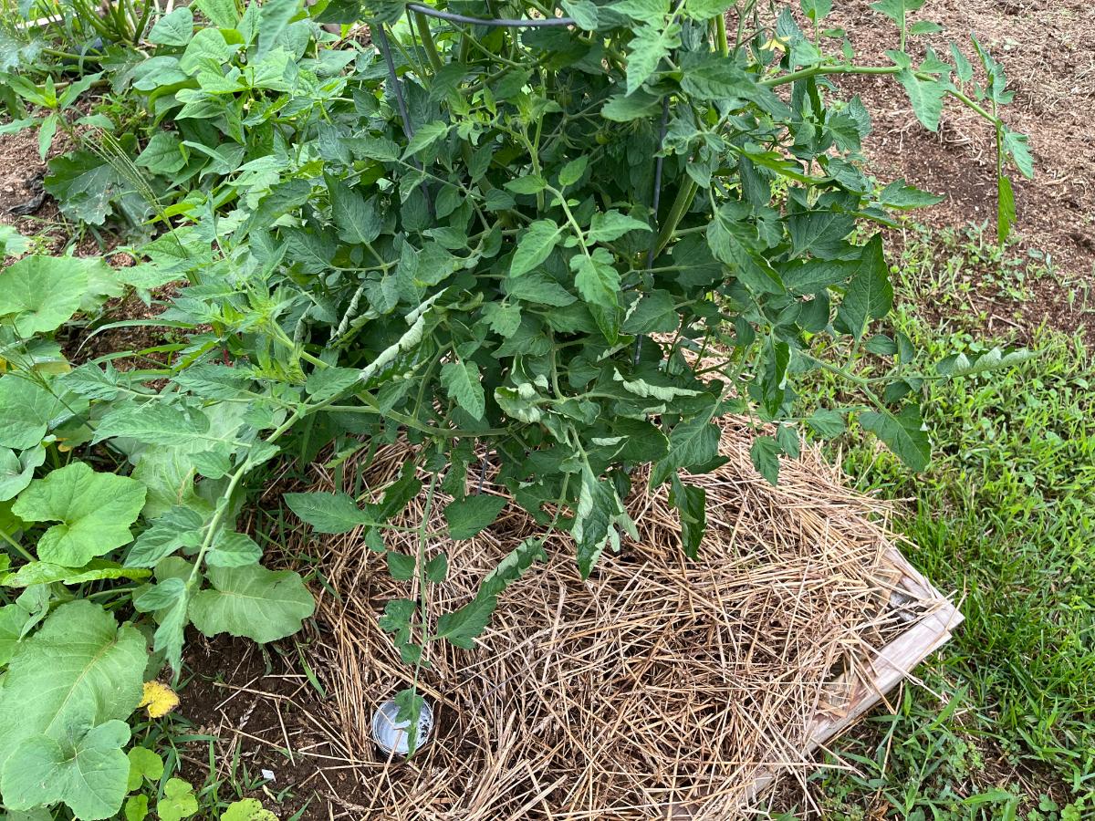 Can under a tomato plant