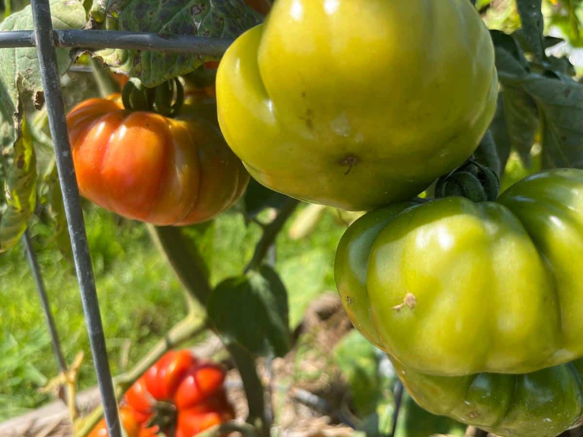 Tomatoes on the vine