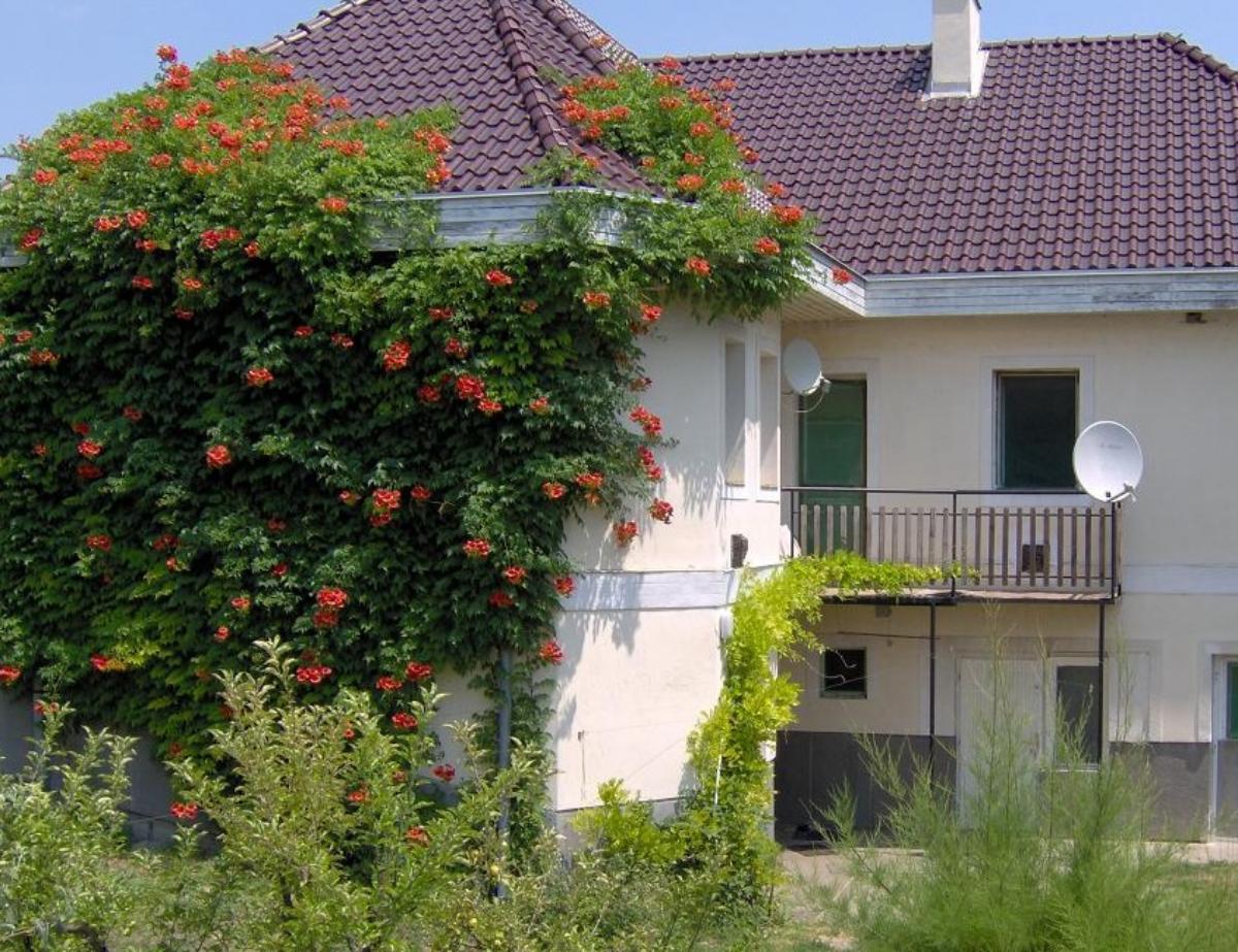 Trumpet vine covering a house