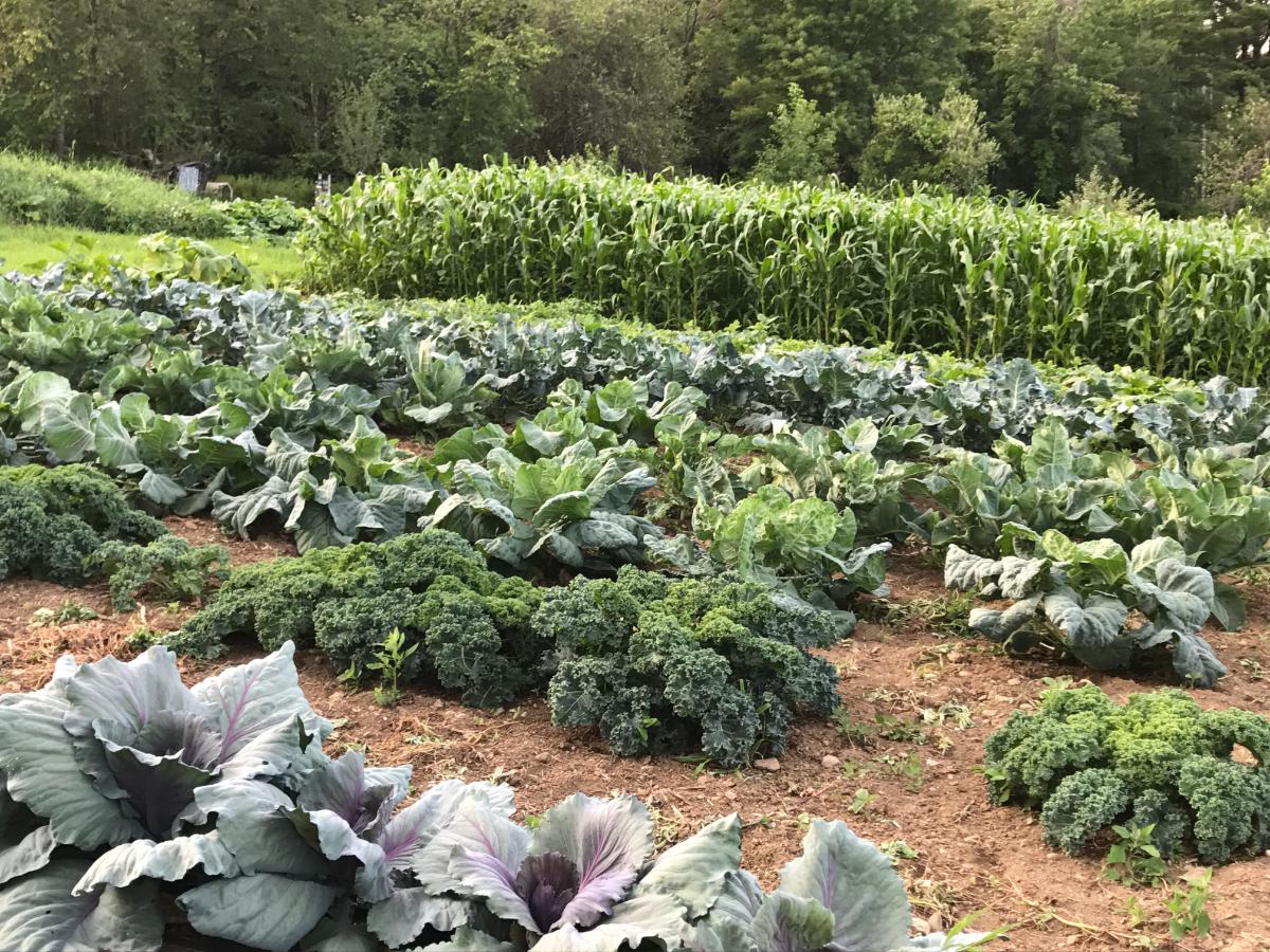 A garden patch of broccoli and Brassicas.