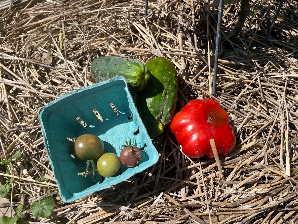 Vegetables with blossom end rot