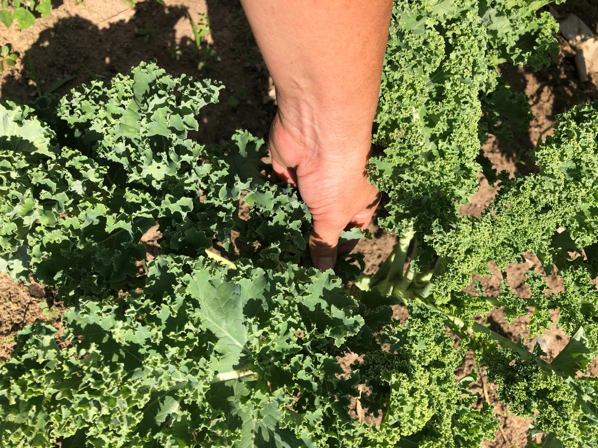 Kale growing in a garden