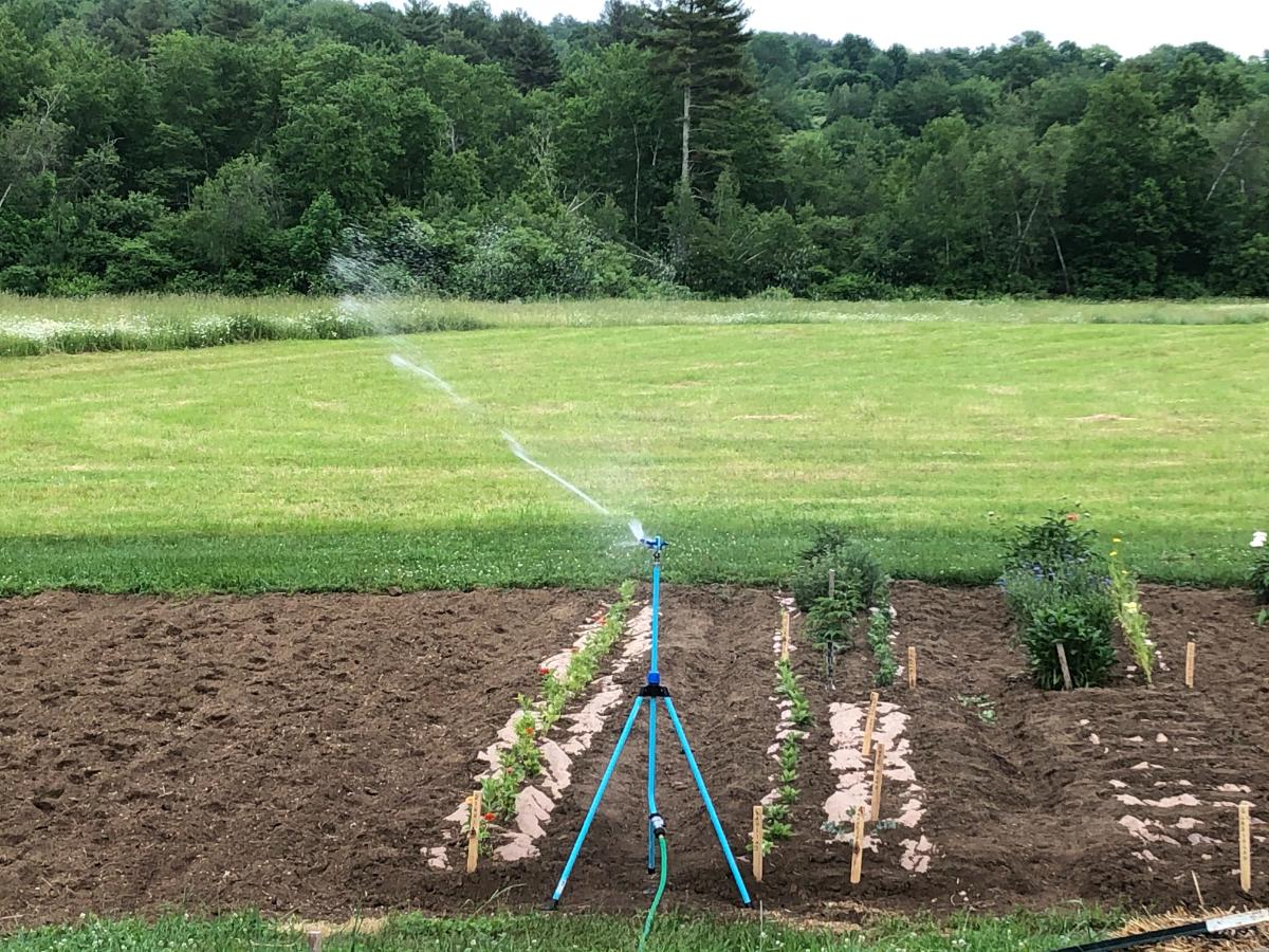 A sprinkler watering a garden space