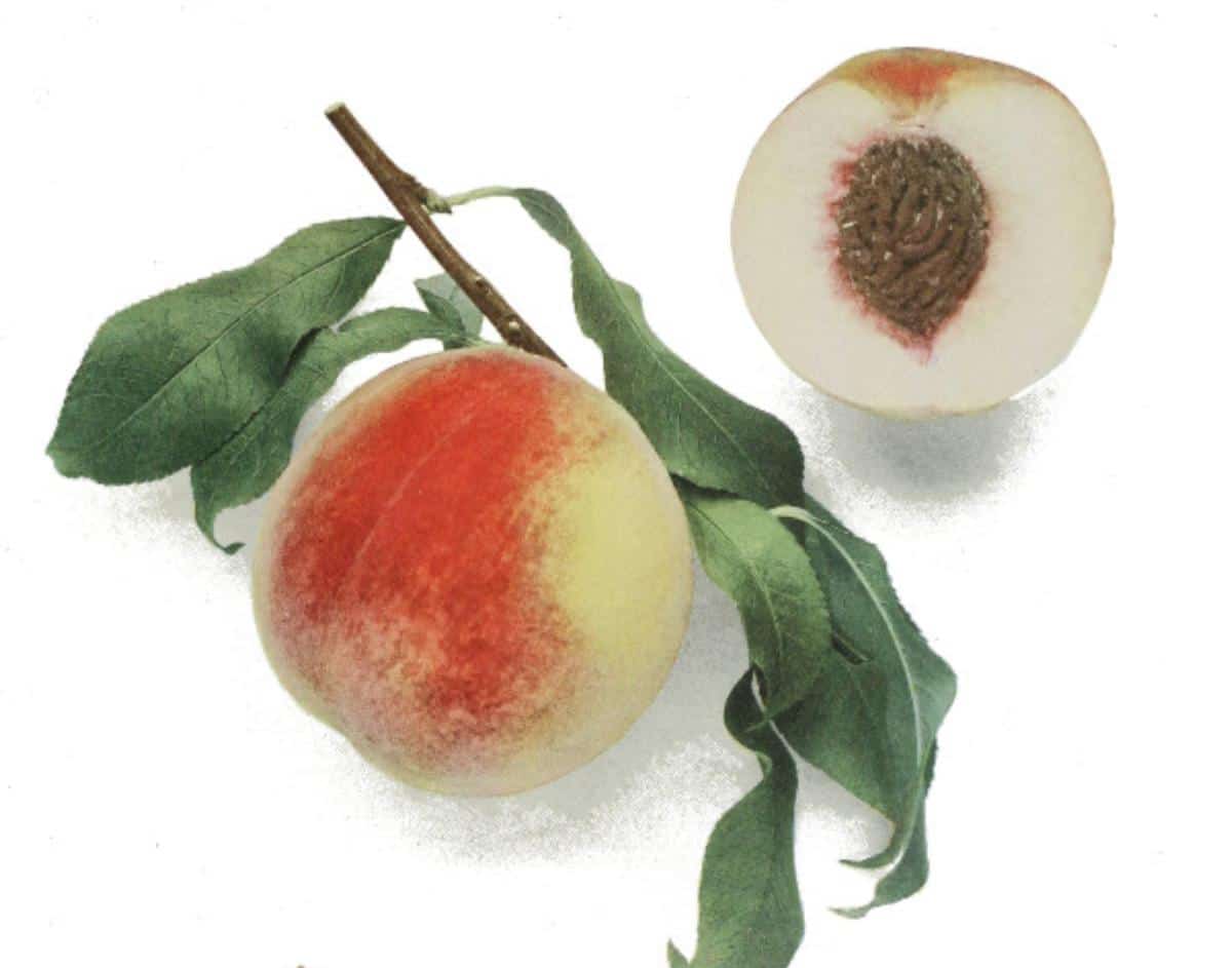 Heirloom peach print