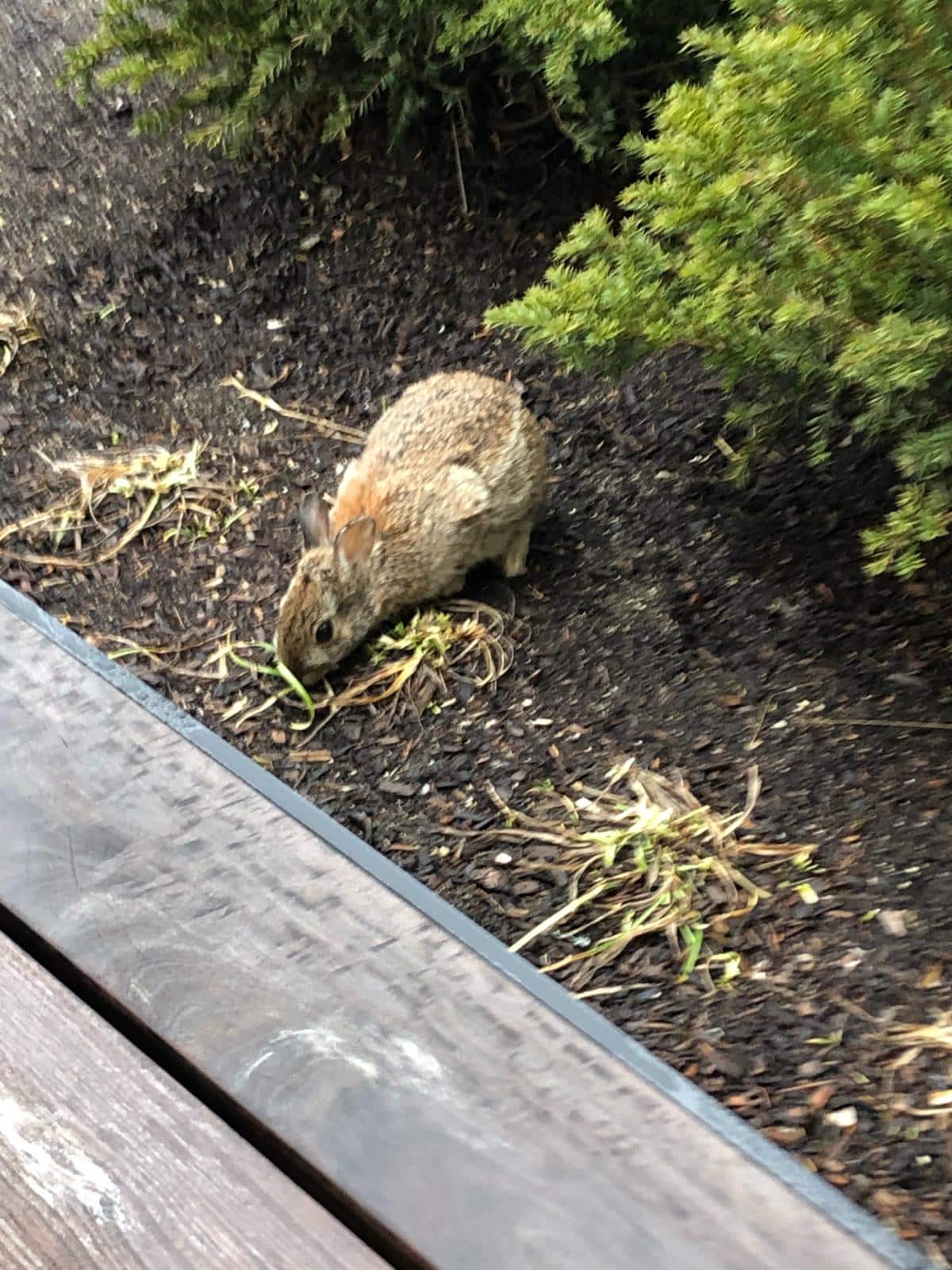 A wild rabbit in an urban garden