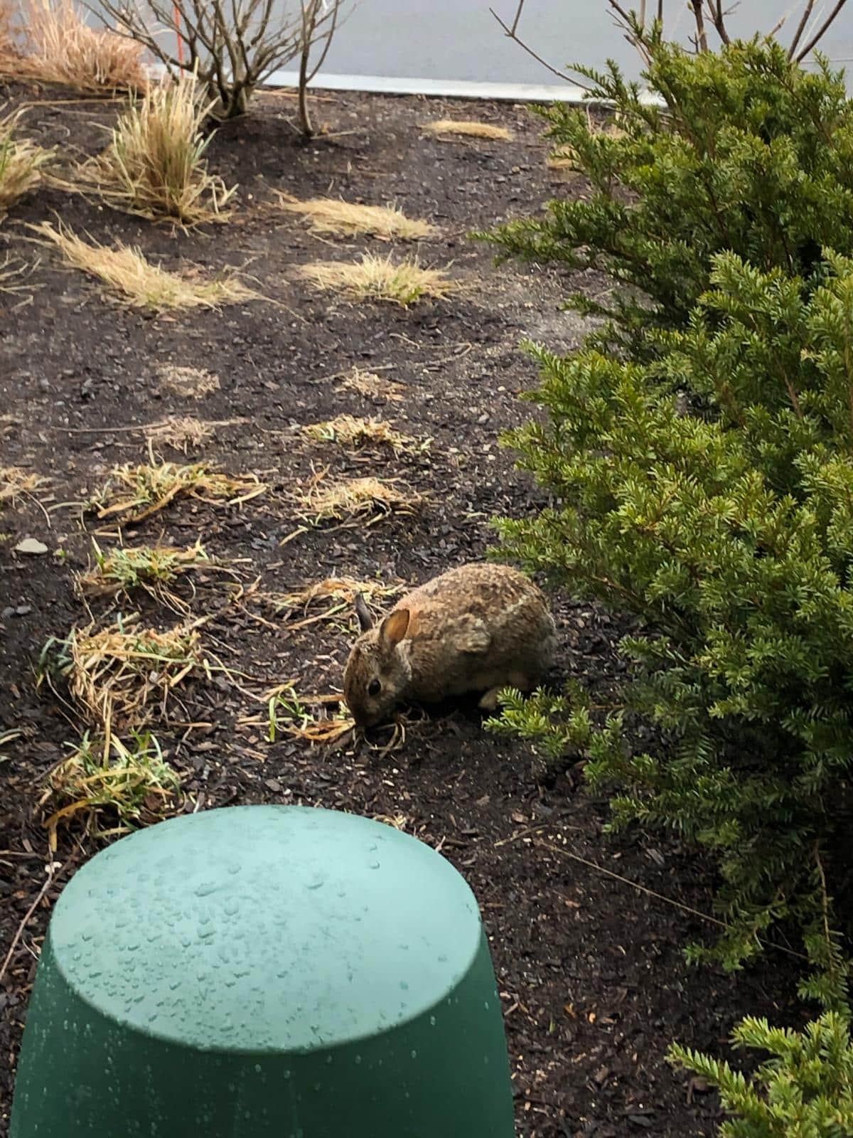 Wild rabbit in a city garden