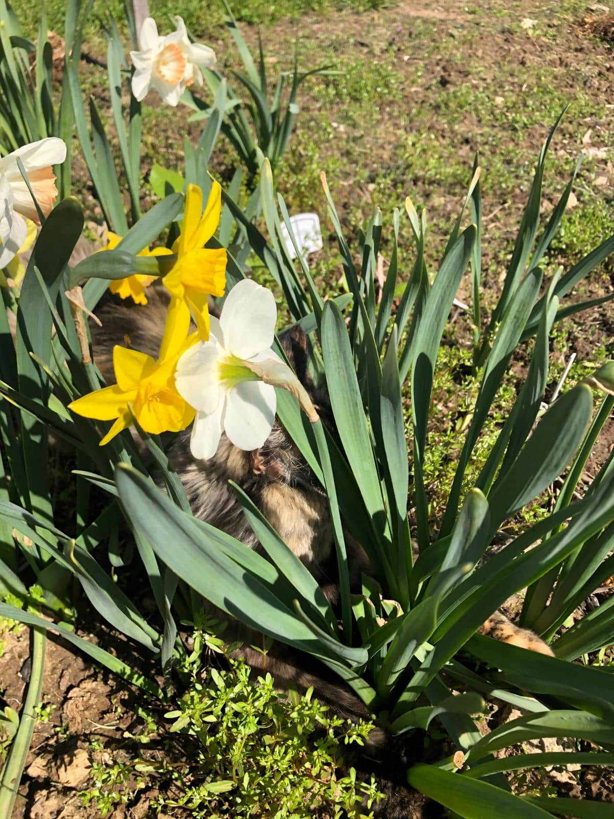 A visitor in daffodils