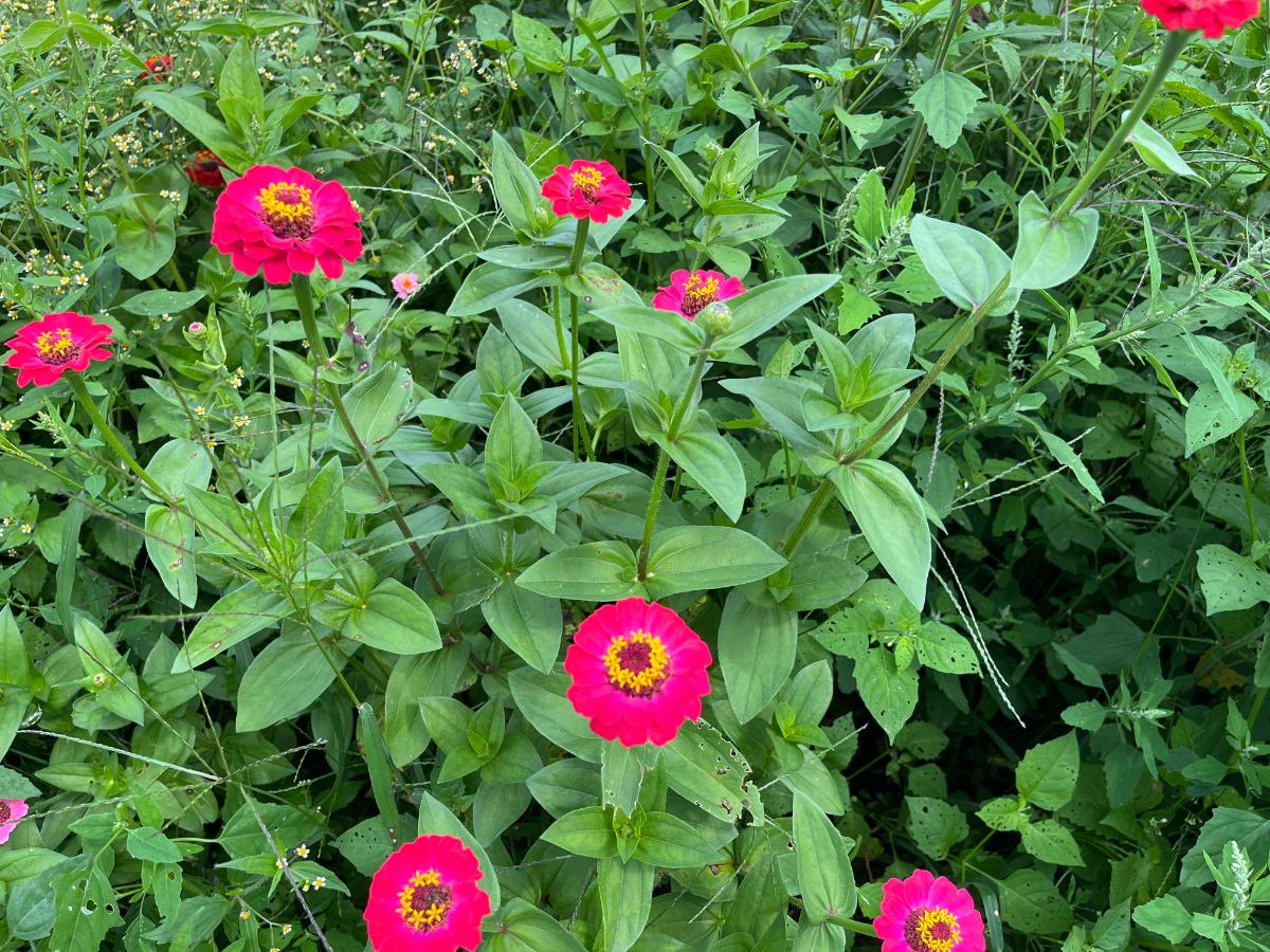 A bright blooming patch of zinnas