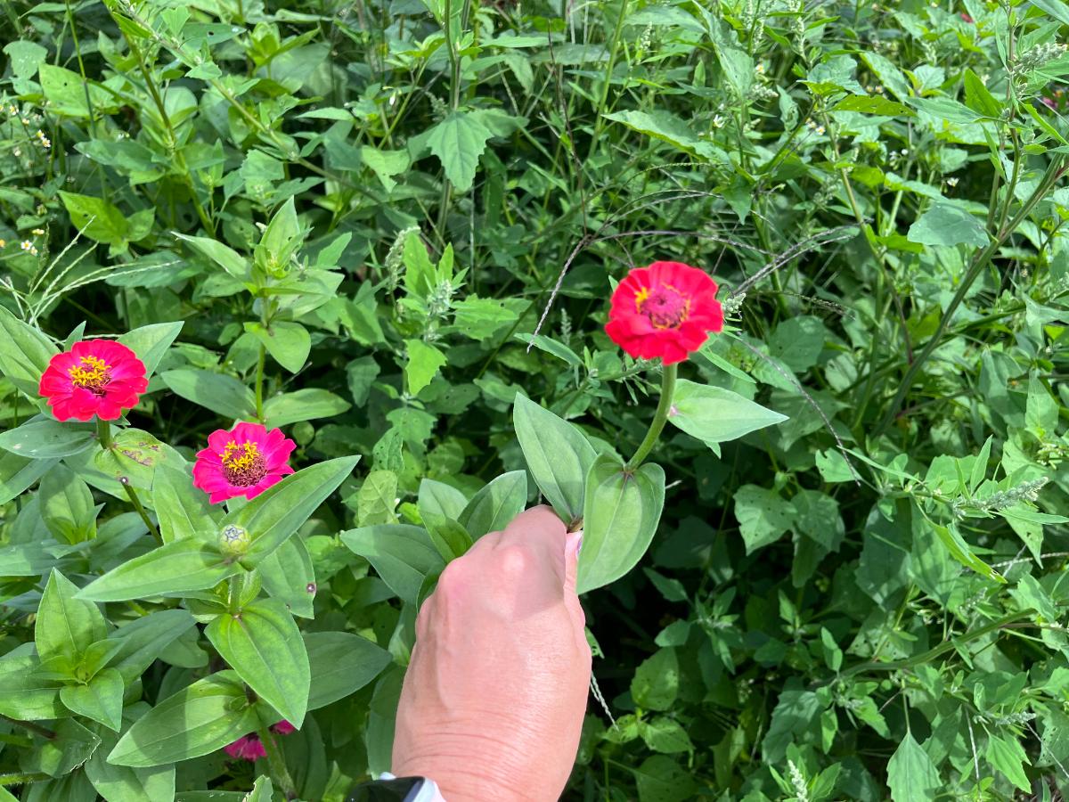 Zinnia flower wiggle test