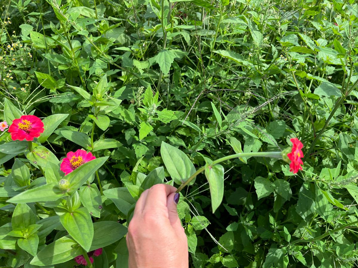 Testing a zinnia for cutting