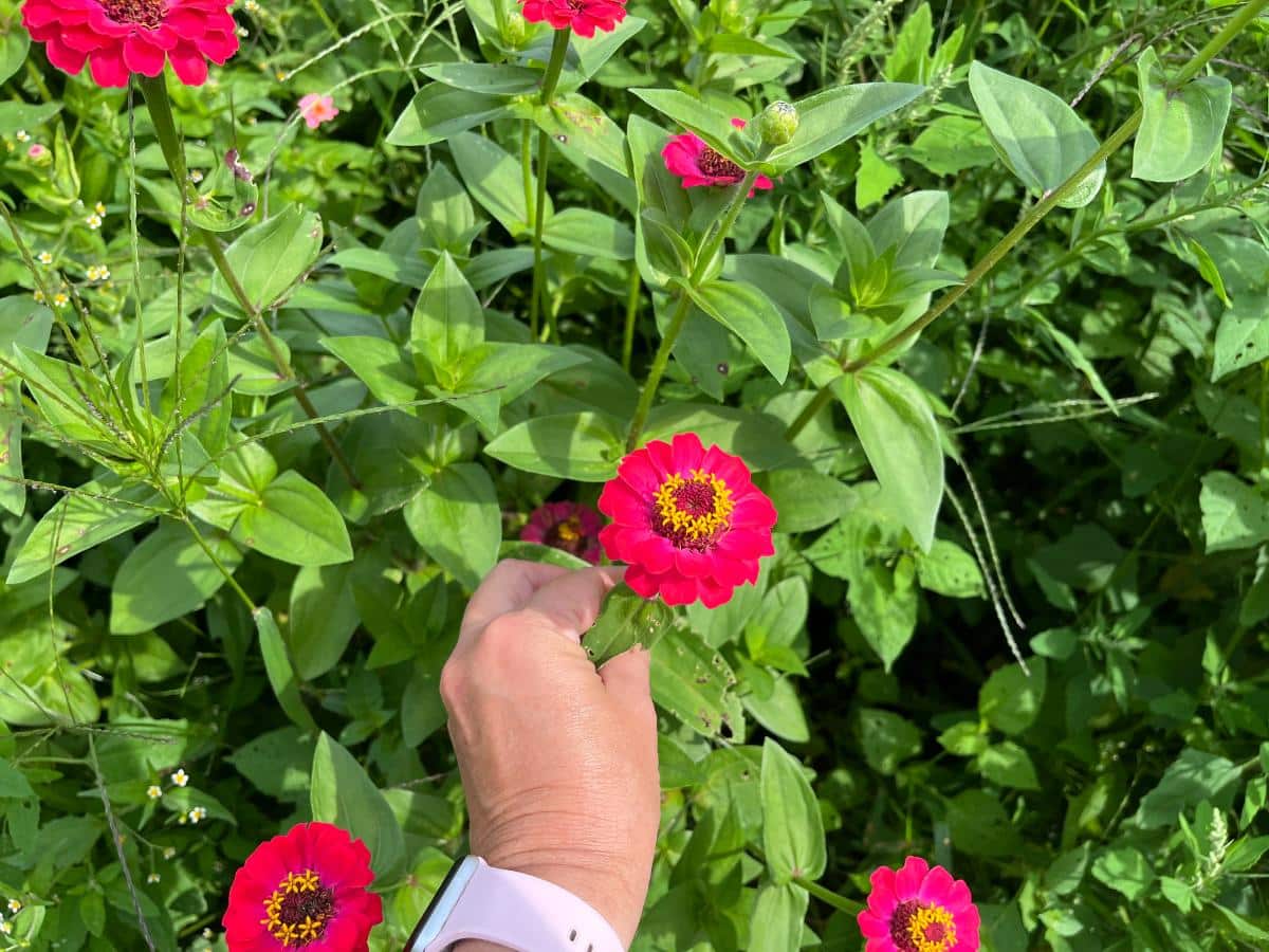 Checking zinnias for readiness