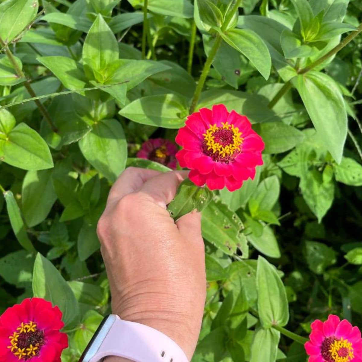 A gardener is holding a purple zinnia flower.