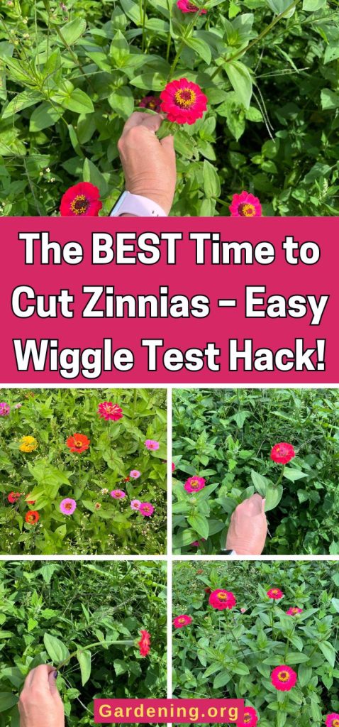 The BEST Time to Cut Zinnias – Easy Wiggle Test Hack! pinterest image.