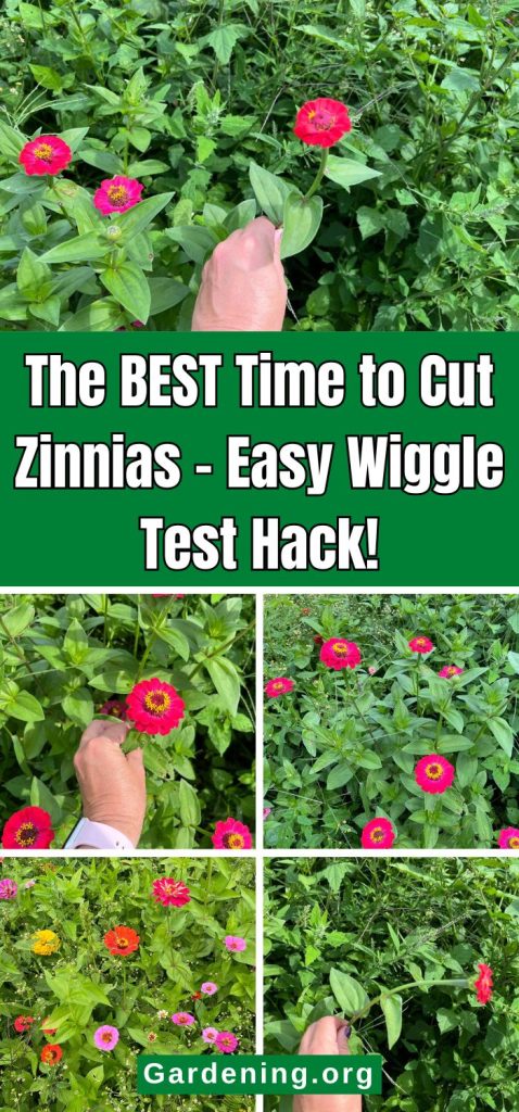 The BEST Time to Cut Zinnias – Easy Wiggle Test Hack! pinterest image.