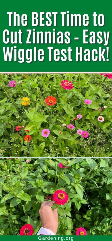 The BEST Time to Cut Zinnias – Easy Wiggle Test Hack! pinterest image.