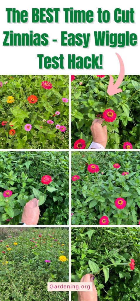 The BEST Time to Cut Zinnias – Easy Wiggle Test Hack! pinterest image.