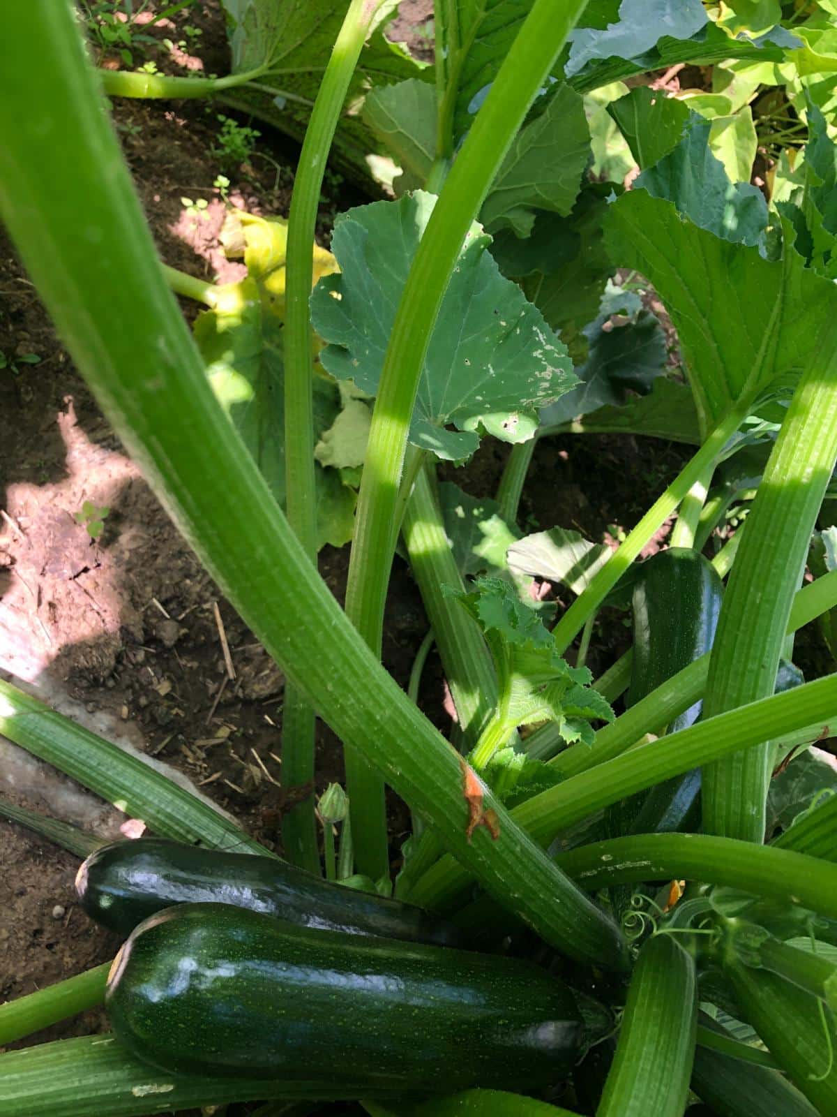 A healthy zucchini plant with adequate calcium
