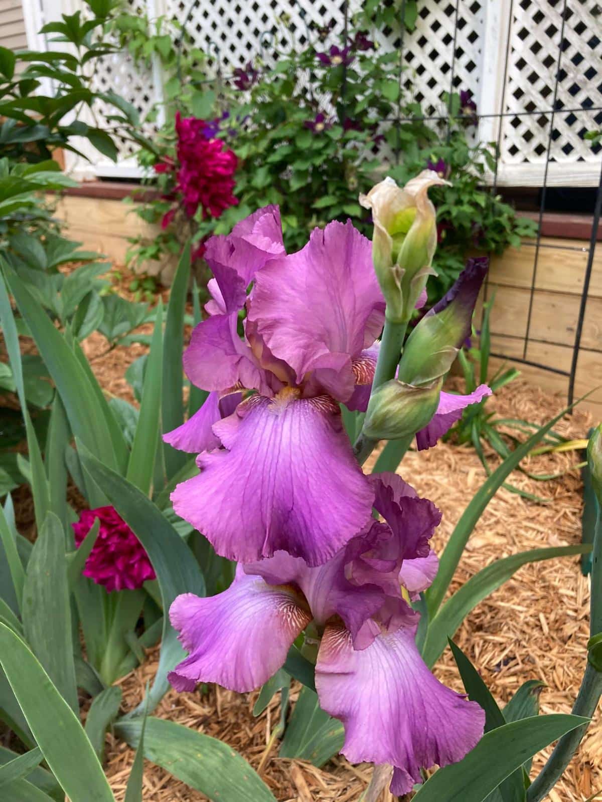 Fragrant irises