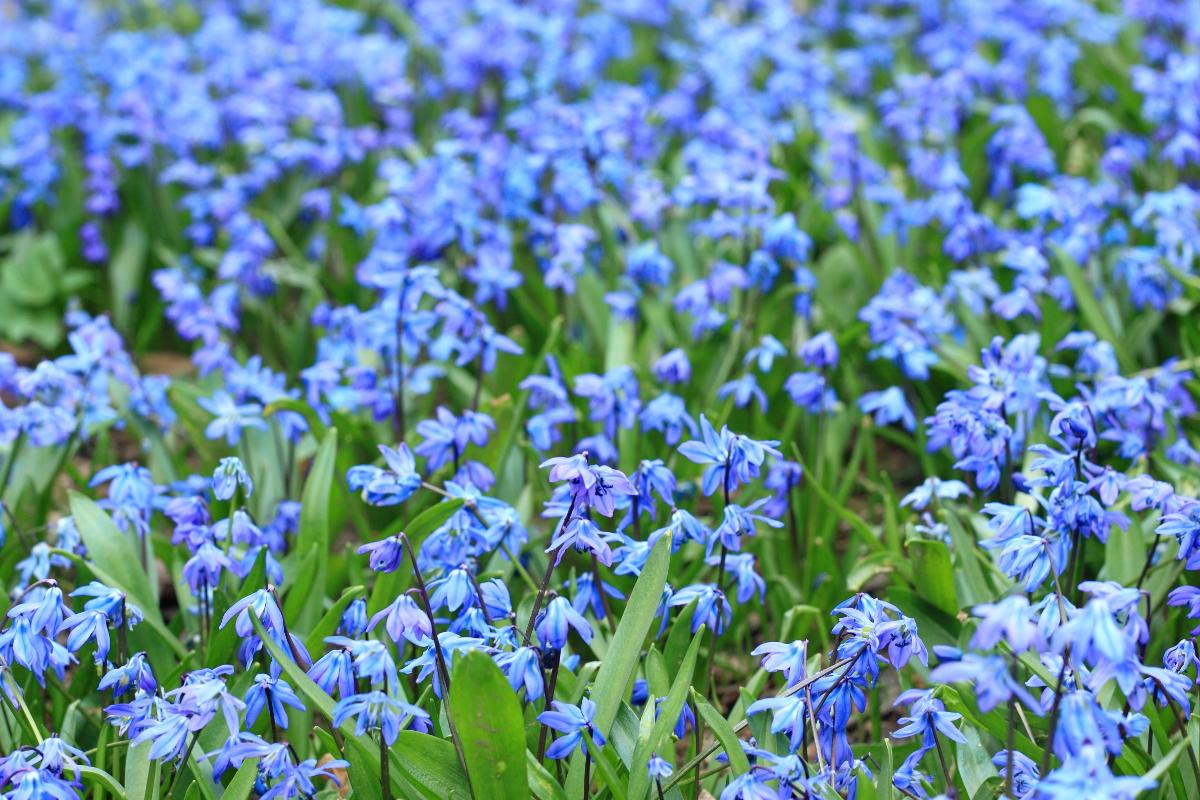 Blue squill flowers