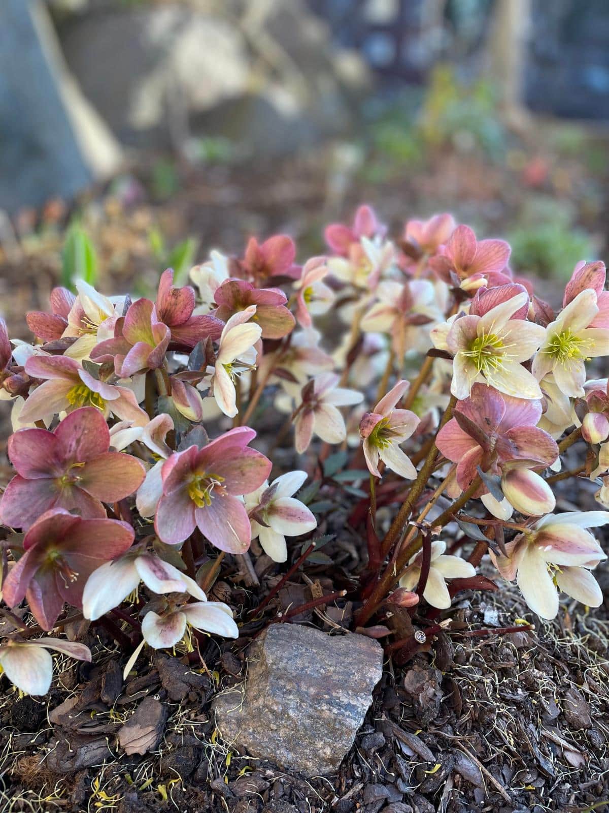 Pink hellebores in bloom