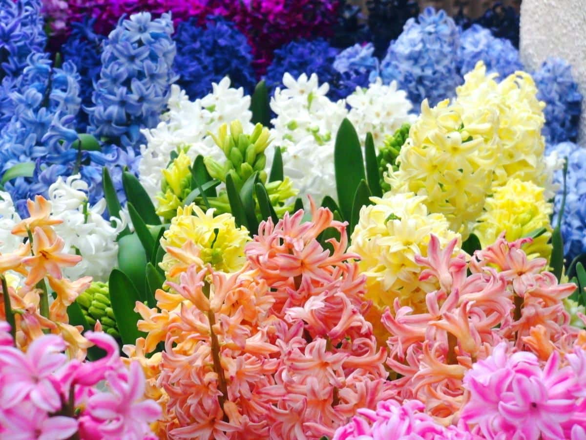 a rainbow of hyacinth colors