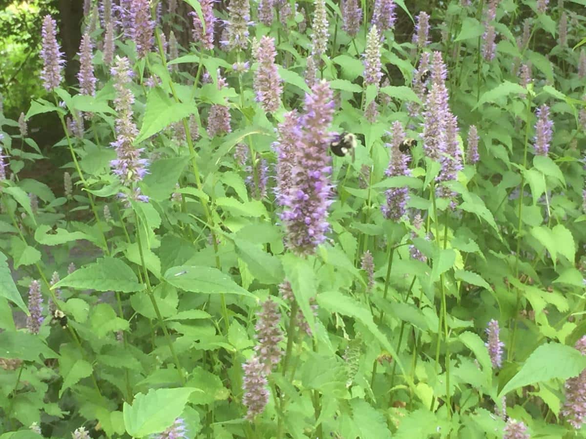 Blooming hyssop
