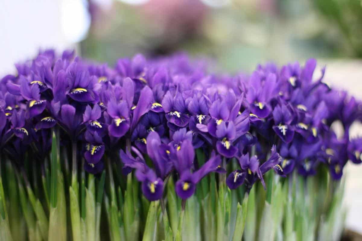 Miniature reticulated Iris flowers