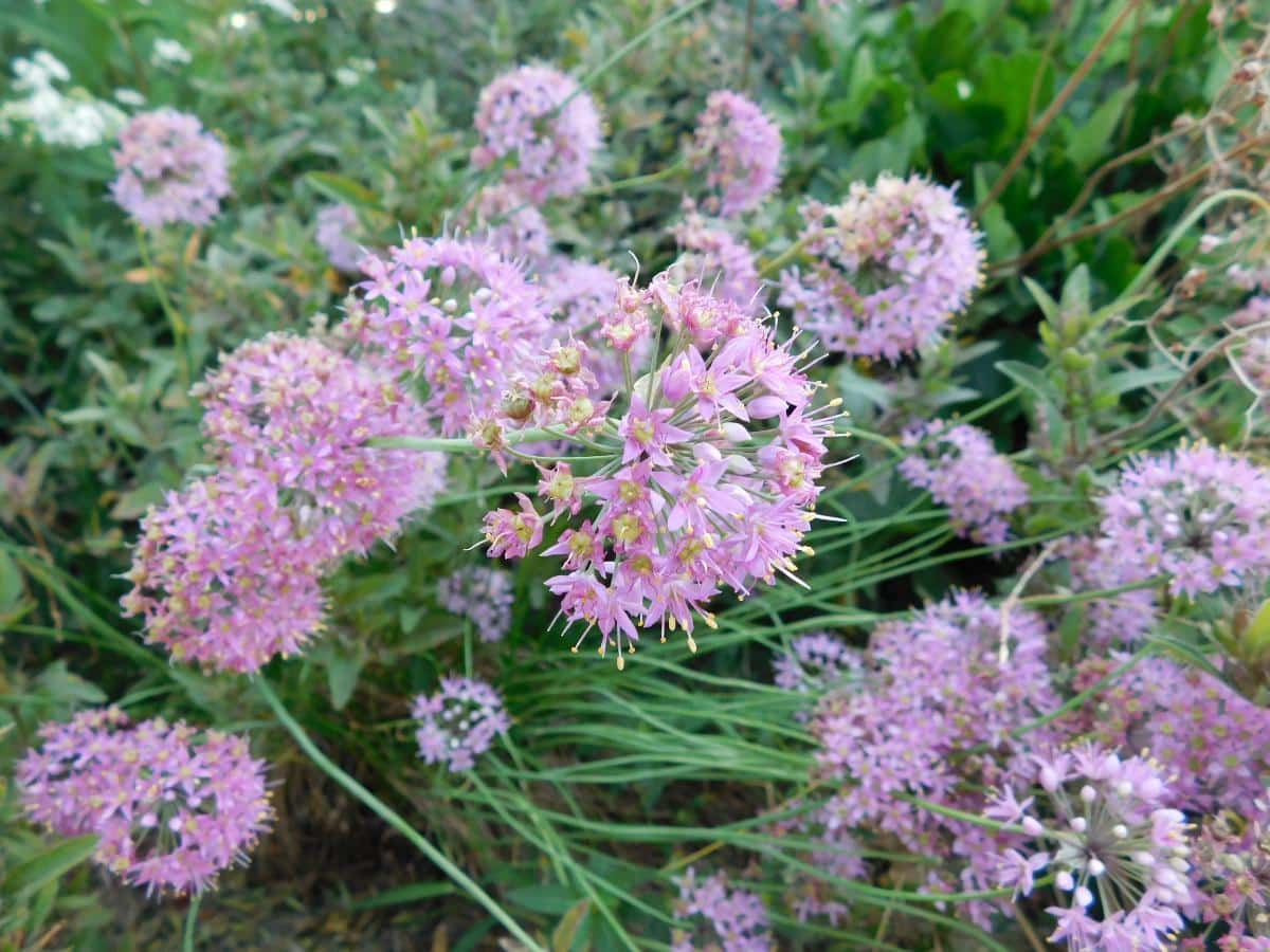 Alliums in bloom
