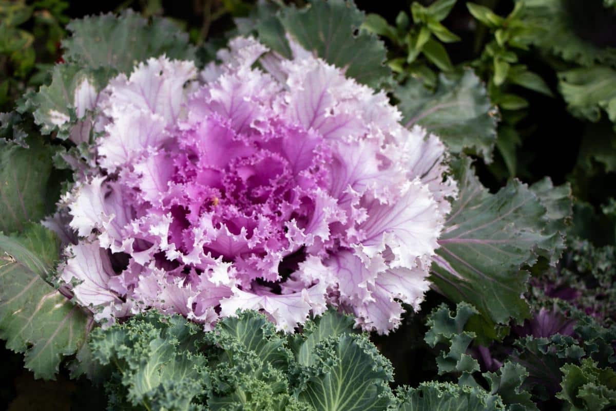 Ornamental cabbage plant