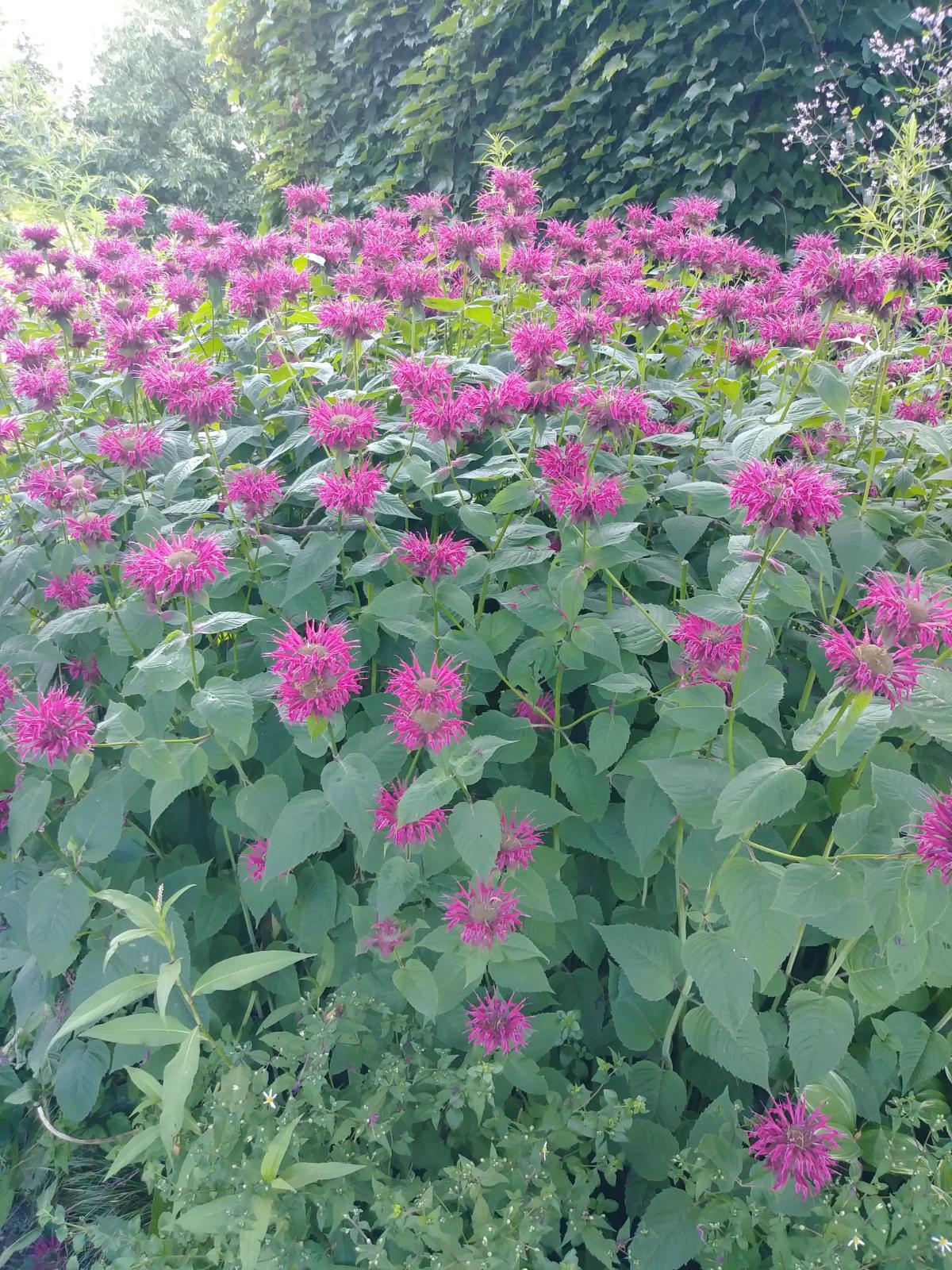 Bee balm