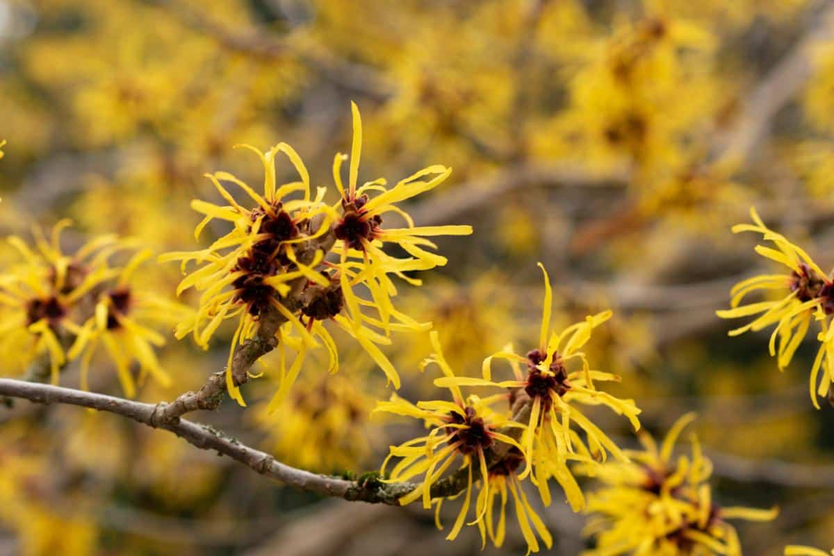 Witch Hazel with yellow flowers