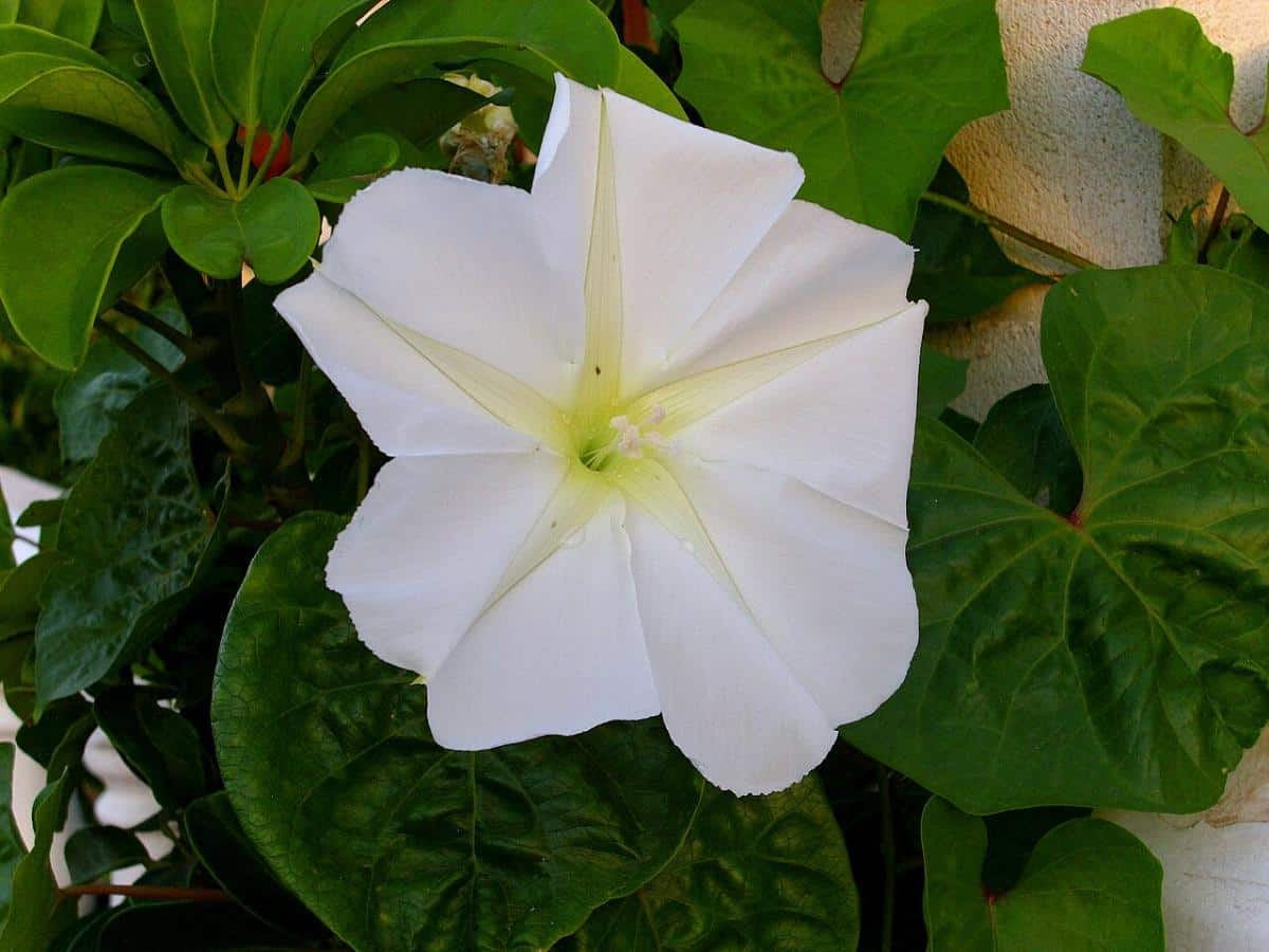 Moonflowers