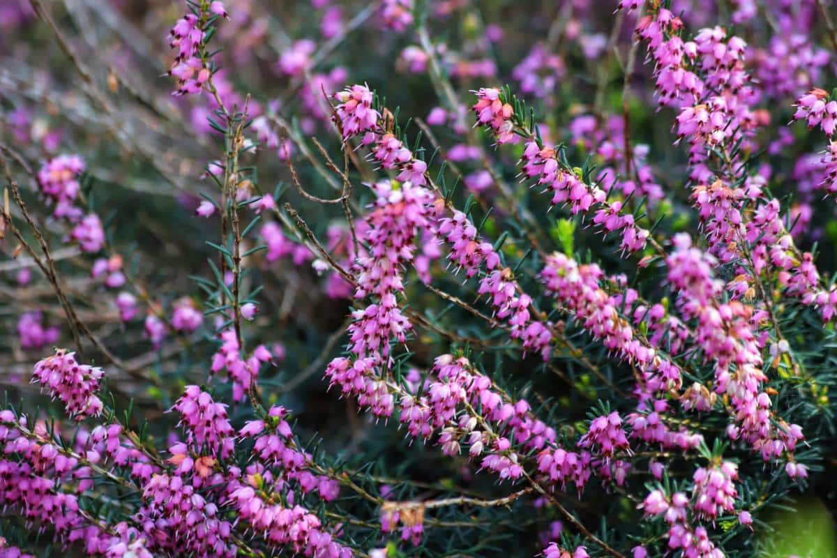 Purple flowering winter heath