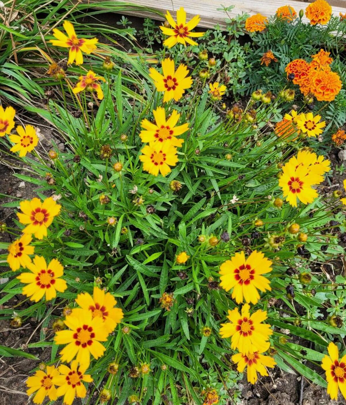 Tickseed coreopsis