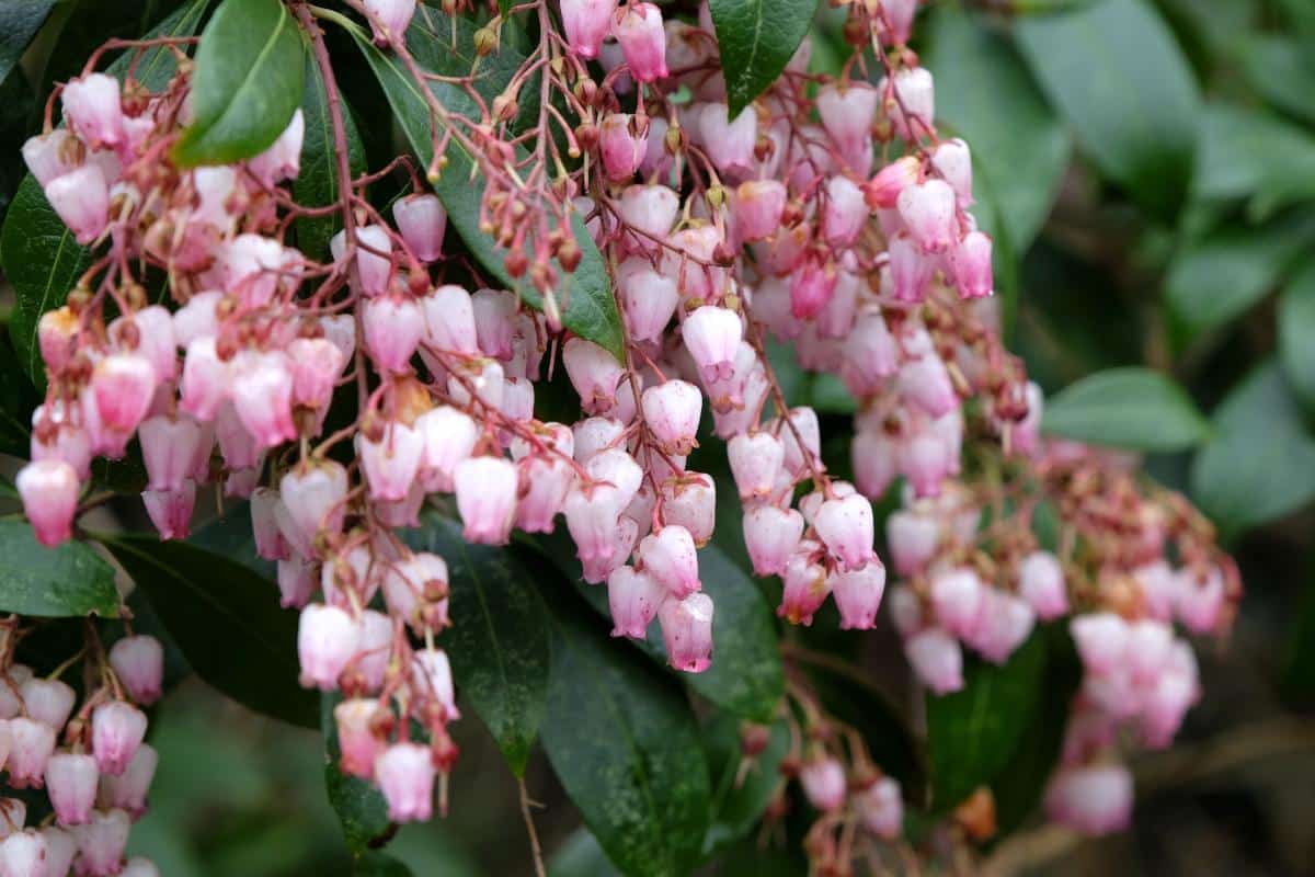 Japanese pieris with pink bell-shaped flowers