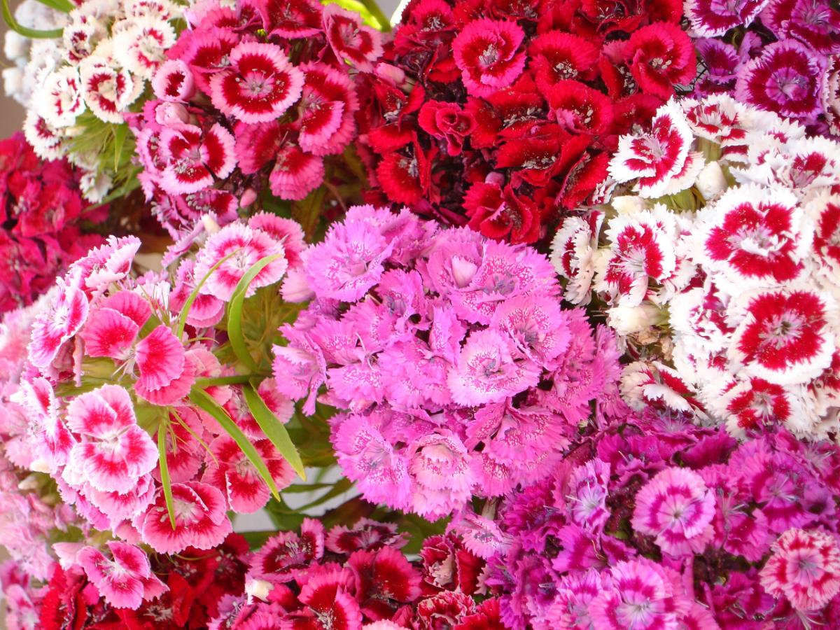 Sweet William dianthus