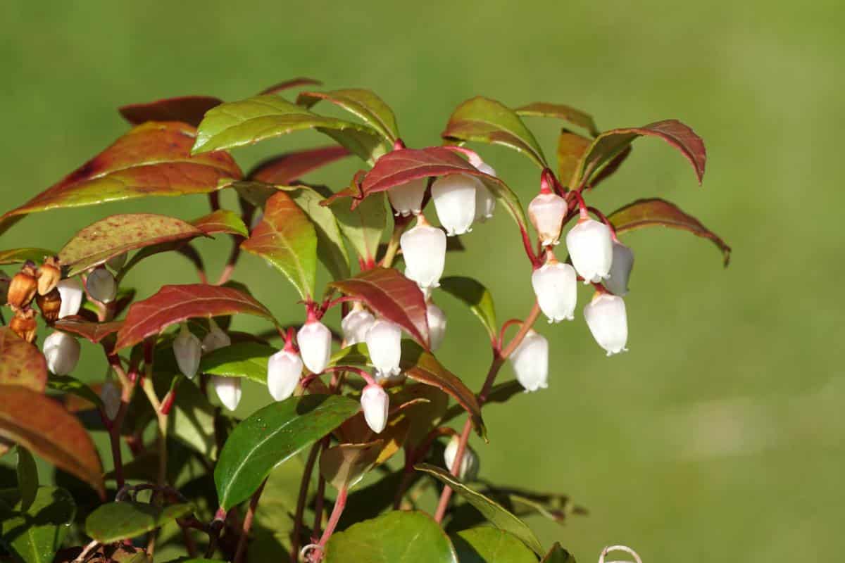 Variegated wintergreen