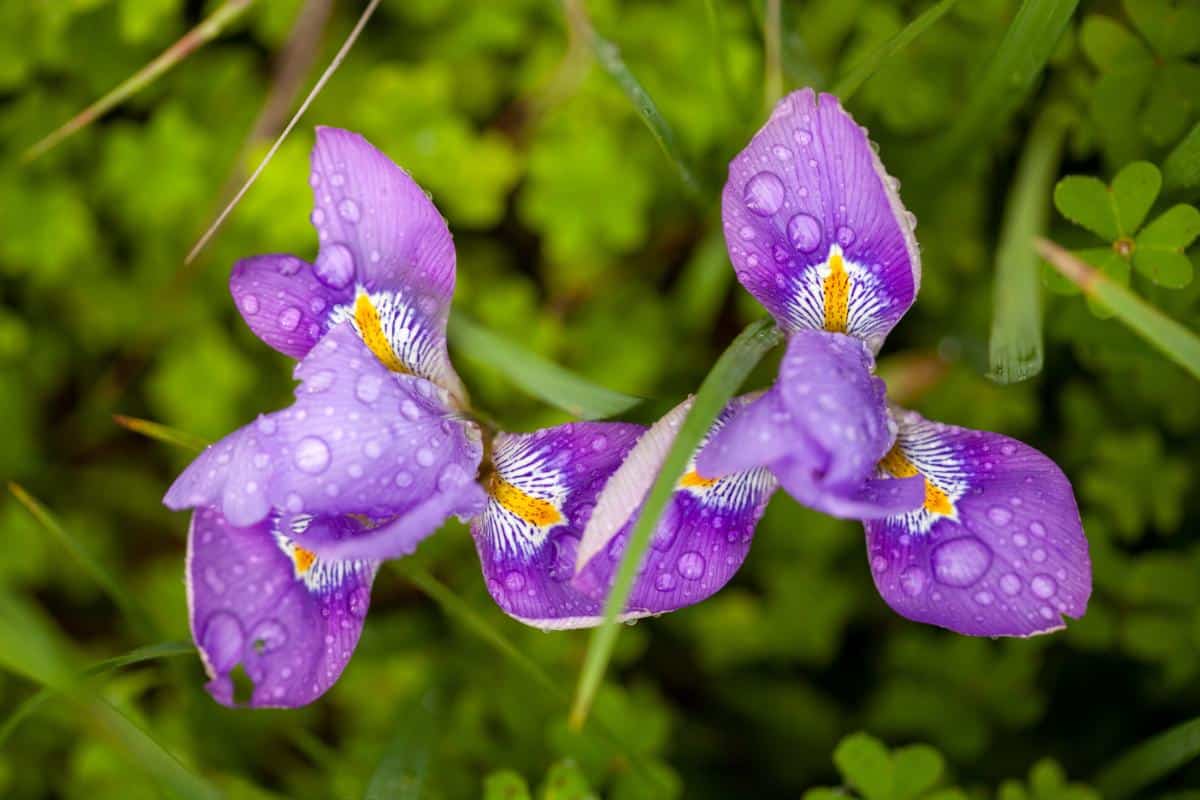 Algerian iris