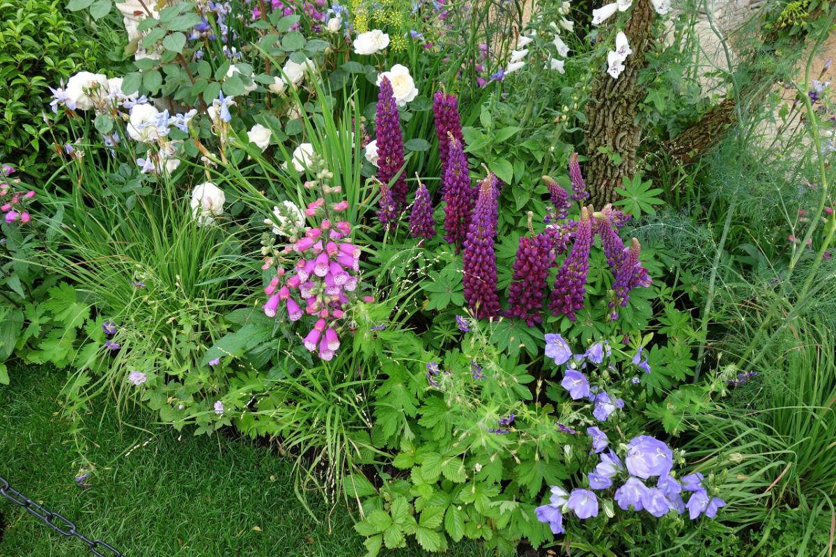 dark purple lupine