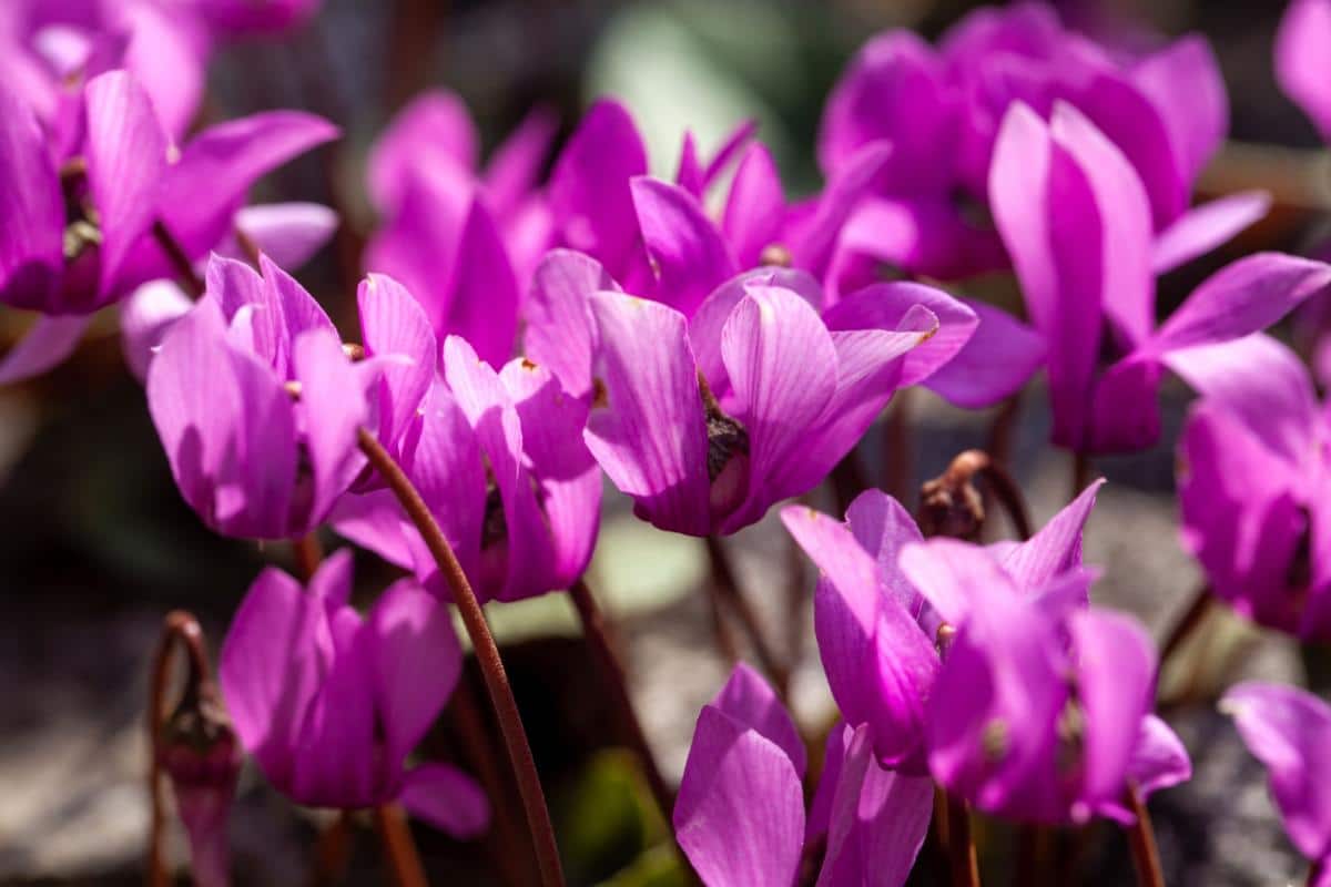 Purple blooming cyclamen