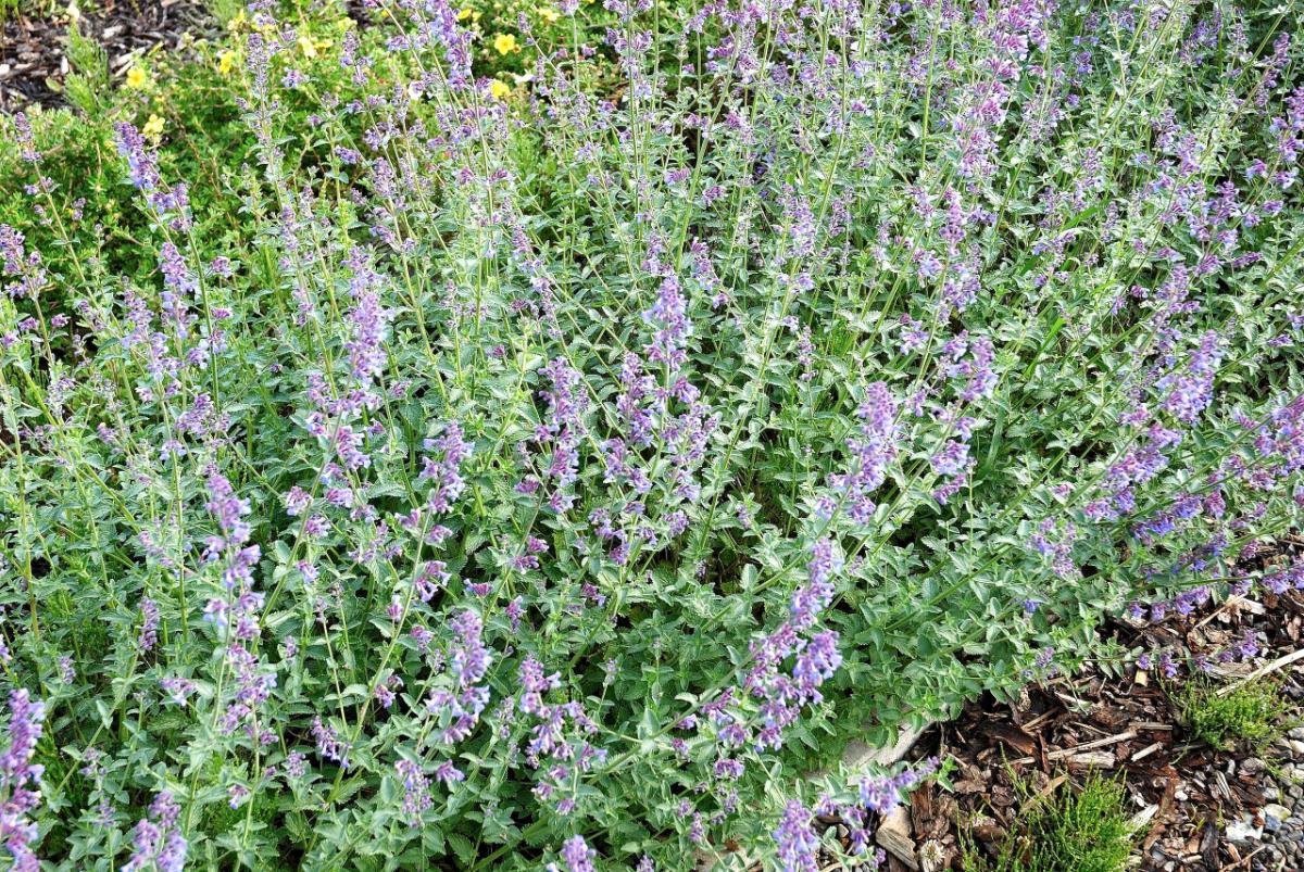Catmint