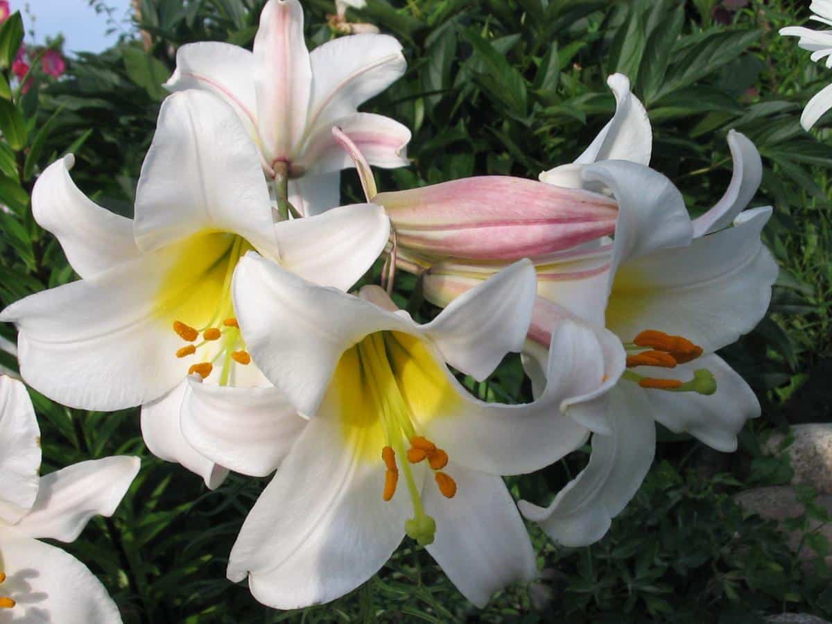 Regal lily