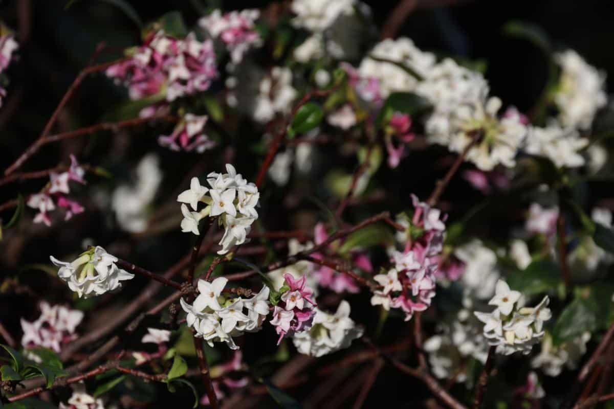 Winter Daphne in bloom