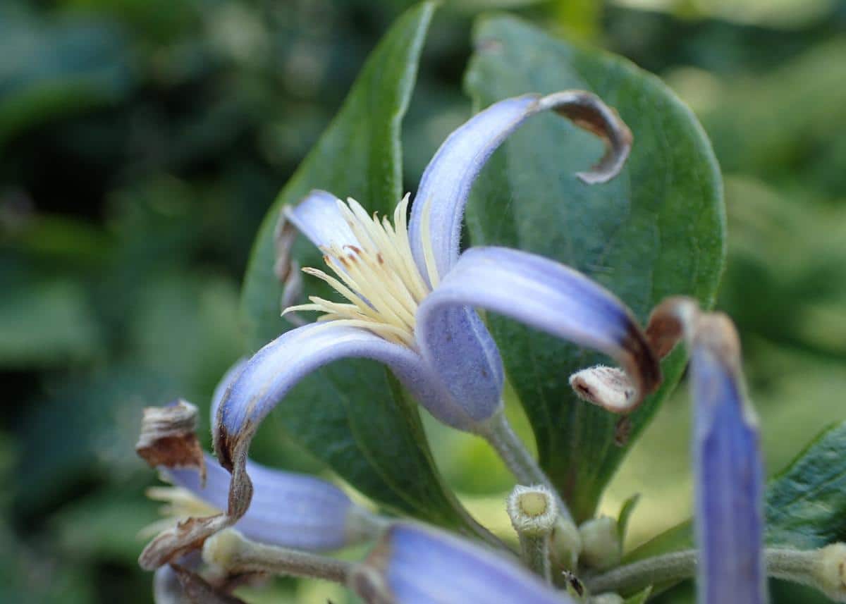 Bush clematis