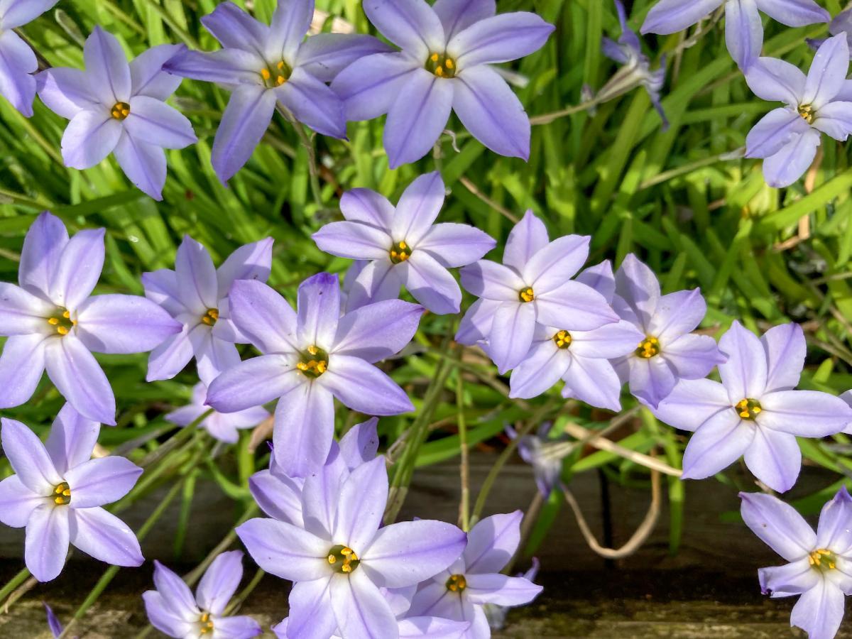 Periwinkle colored starflowers