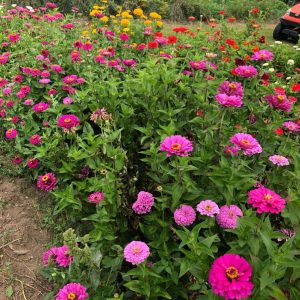 A blooming flower patch in a backyard garden.