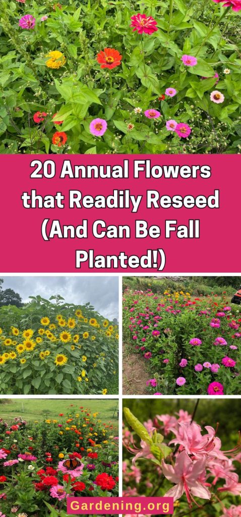 20 Annual Flowers that Readily Reseed (And Can Be Fall Planted!) pinterest image.