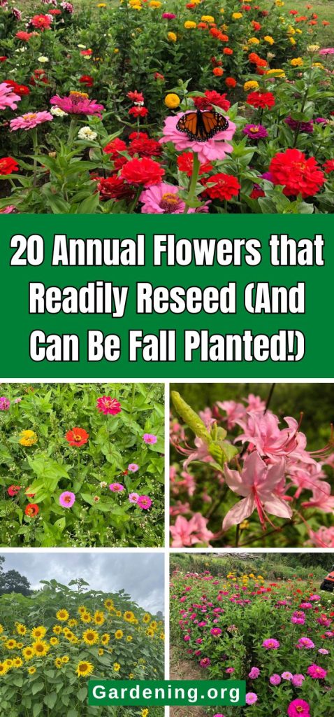 20 Annual Flowers that Readily Reseed (And Can Be Fall Planted!) pinterest image.