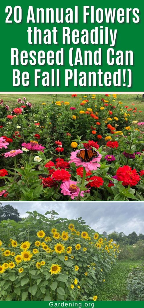 20 Annual Flowers that Readily Reseed (And Can Be Fall Planted!) pinterest image.