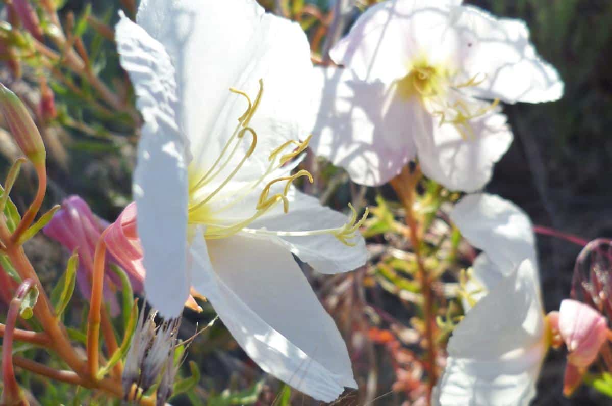 Evening primrose
